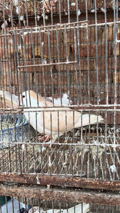 Lal Shrazi pair for sale adult pair ha