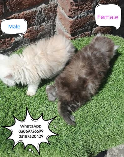 pure Persian kitten extreme punch face CFA PEKI BLOODLINE triple coat