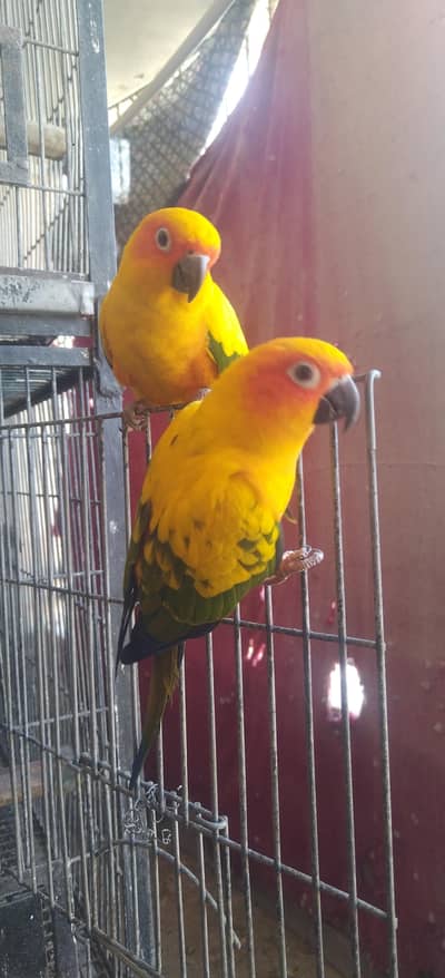 sunconur red factor breeder pair