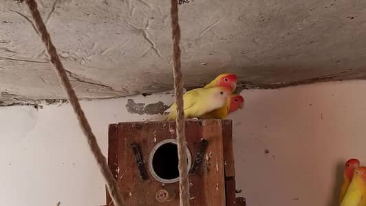 Lovebirds in red eyes