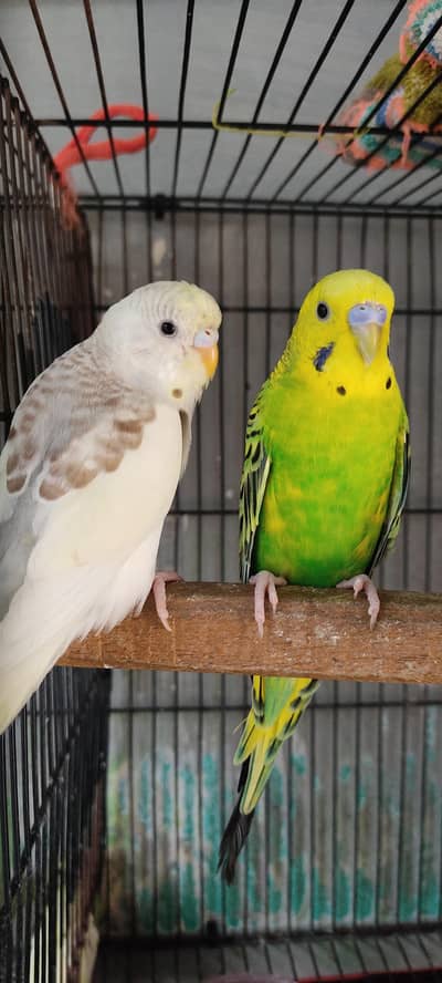 Budgies Pair For Sale