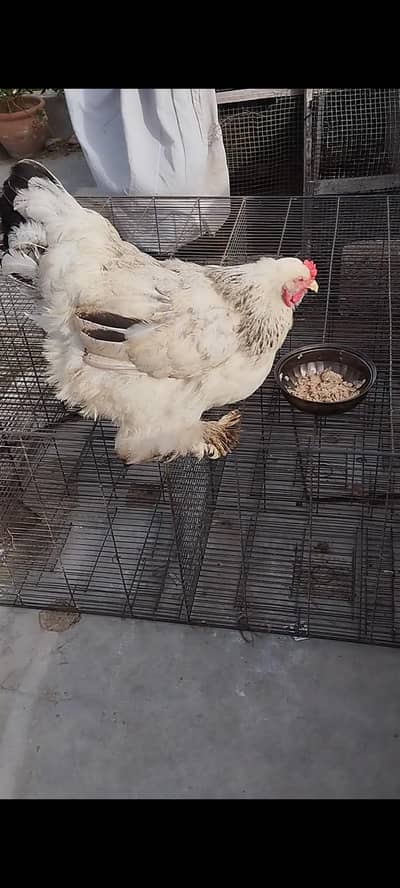 light Columbian Brahman