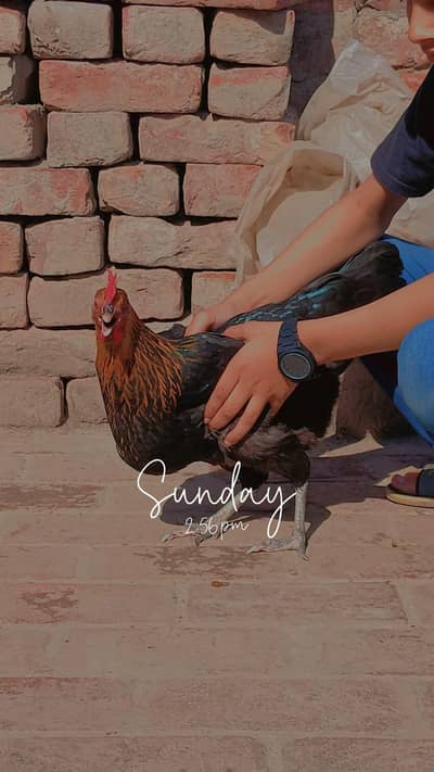 Desi Murgiyan For Sale