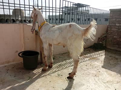 qurbani pa lagjayn ga