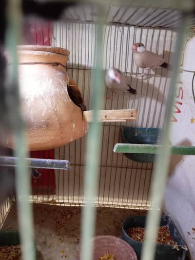 fown java 03181062909