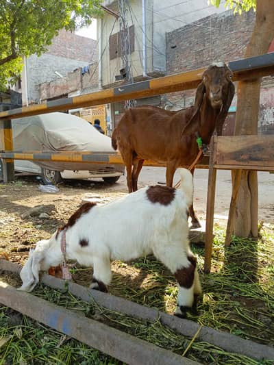 Bakri with kids female