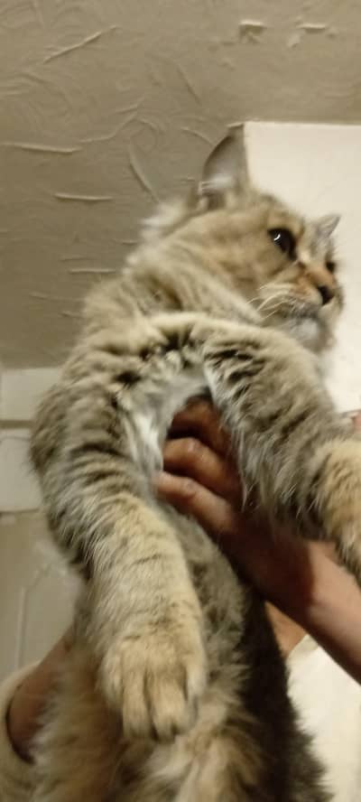 Persian male cat  09 months