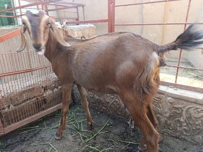 ٹیڈی بکری گبن فار سیلز  // Teddi Bakri Gaban