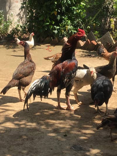 6 Maah Ka hai, Aseel Murgha hai