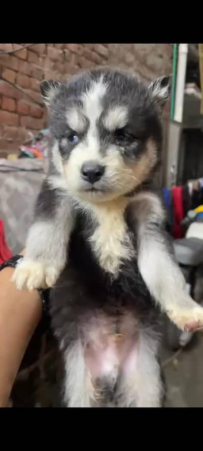3 woolly coated huskey puppies available for sale