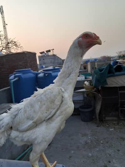 Pure Aseel Blue Shamo chicks