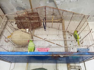 Birds For Sale (cage included)
