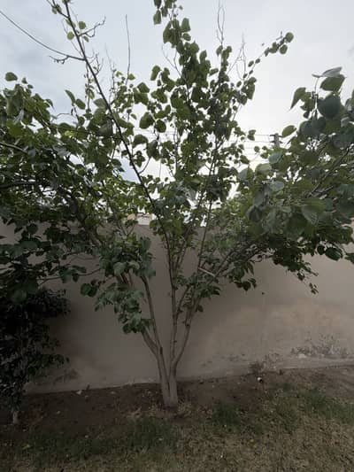 Shahtoot (mulberry) Plant