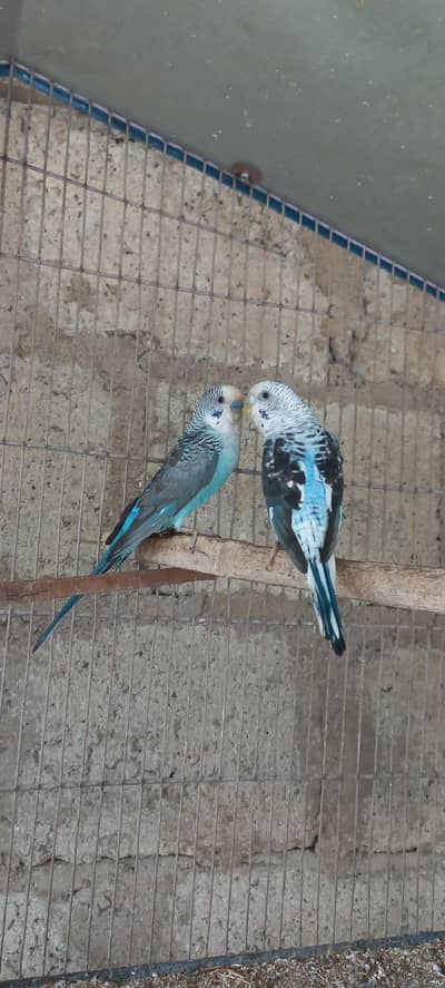 Top Quality Black wing Voilet Color Breeder pair  white face pair