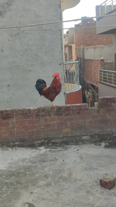 Golden Misri Gher ki Breed