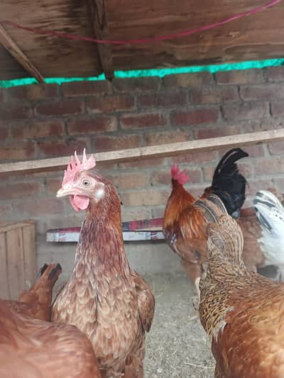 desi Misri hens +1 rooster