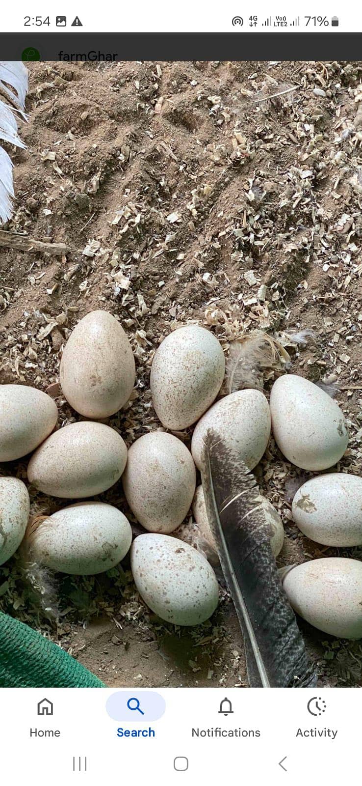 ٹرکی بٹس فار سیل 1