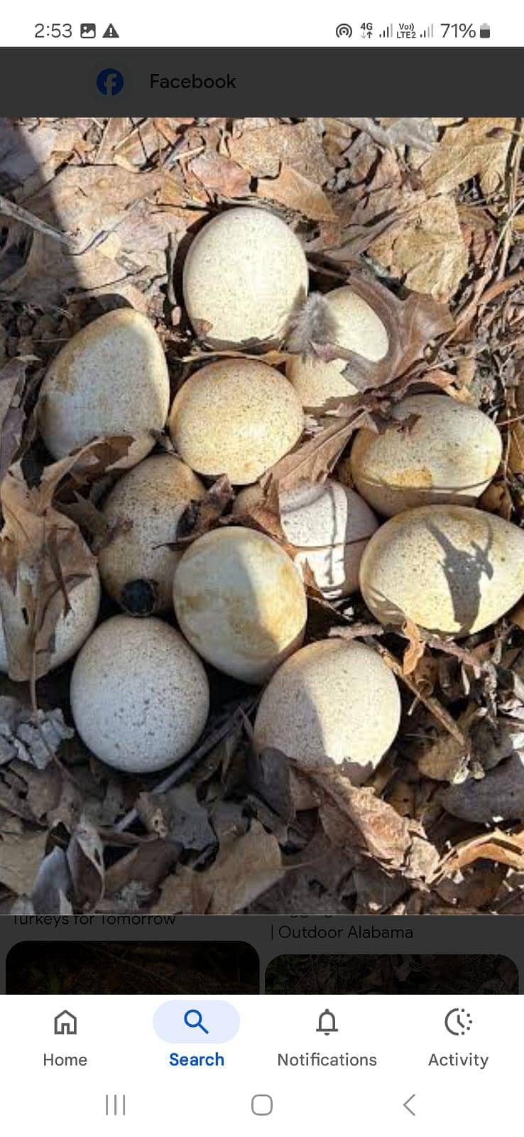 ٹرکی بٹس فار سیل 2