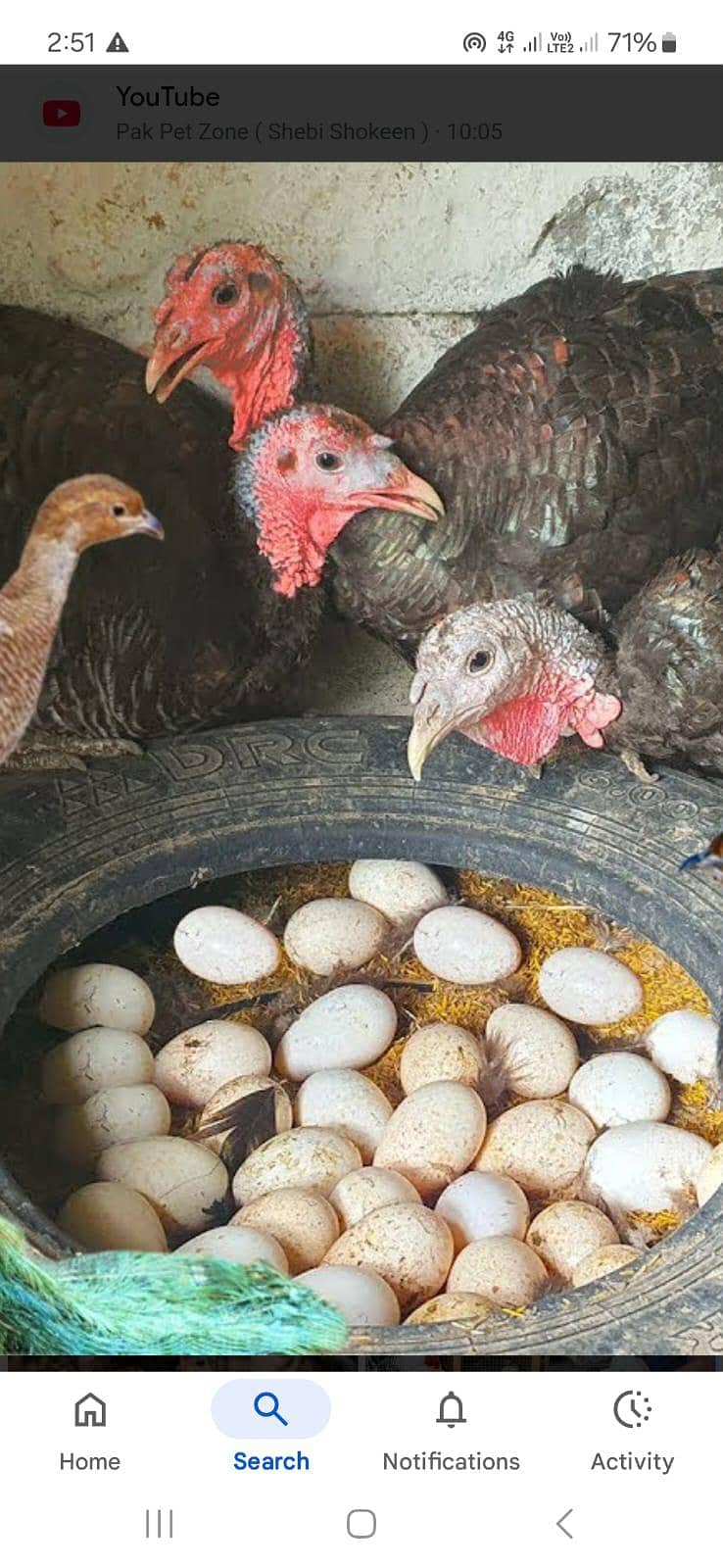 ٹرکی بٹس فار سیل 4