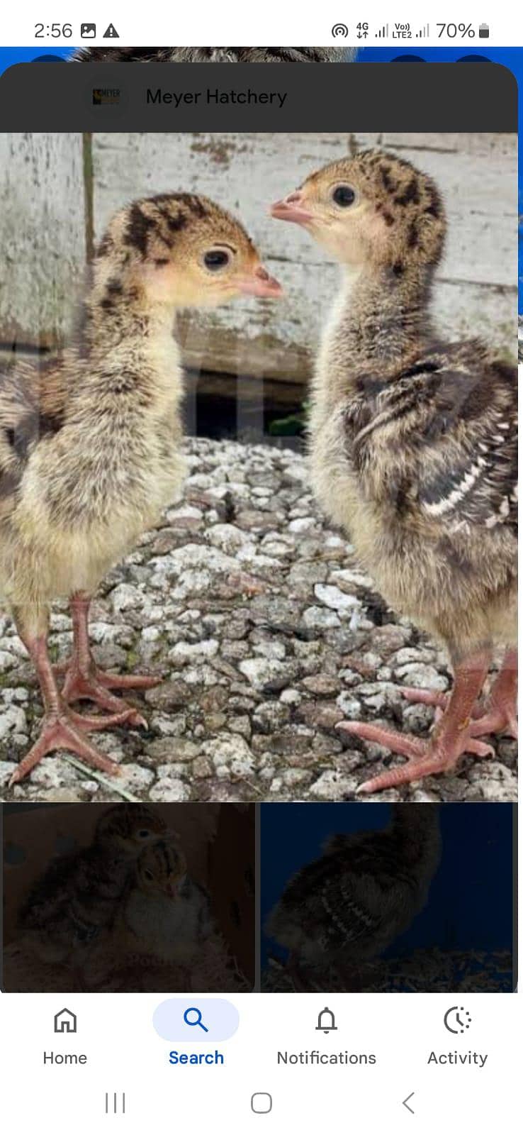 ٹرکی بٹس فار سیل 5