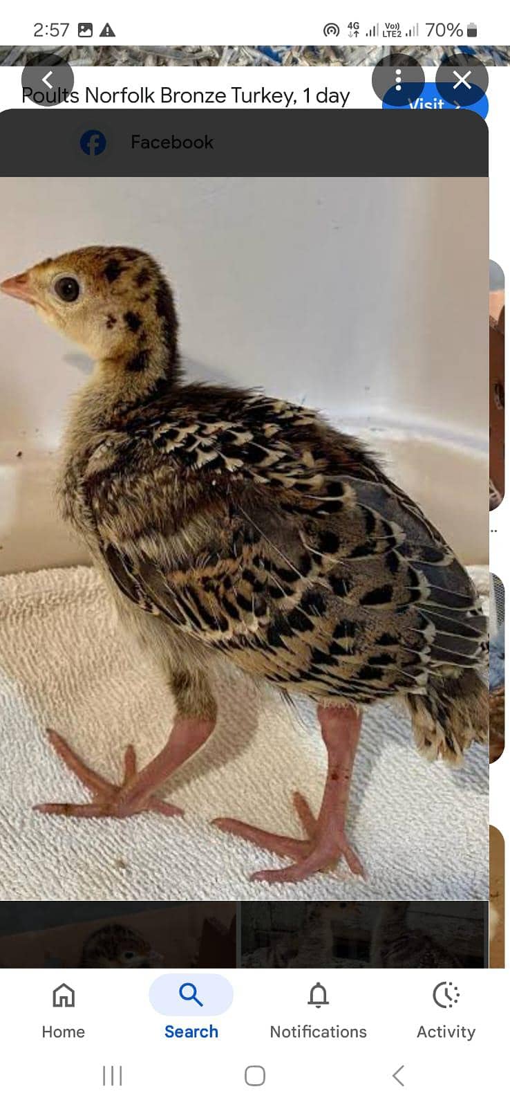 ٹرکی بٹس فار سیل 6