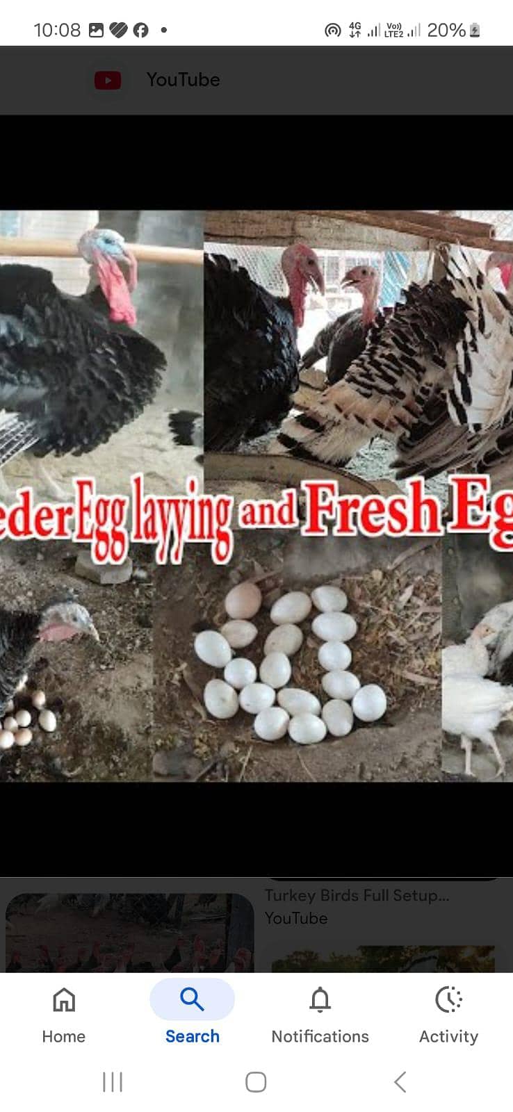 ٹرکی بٹس فار سیل 7