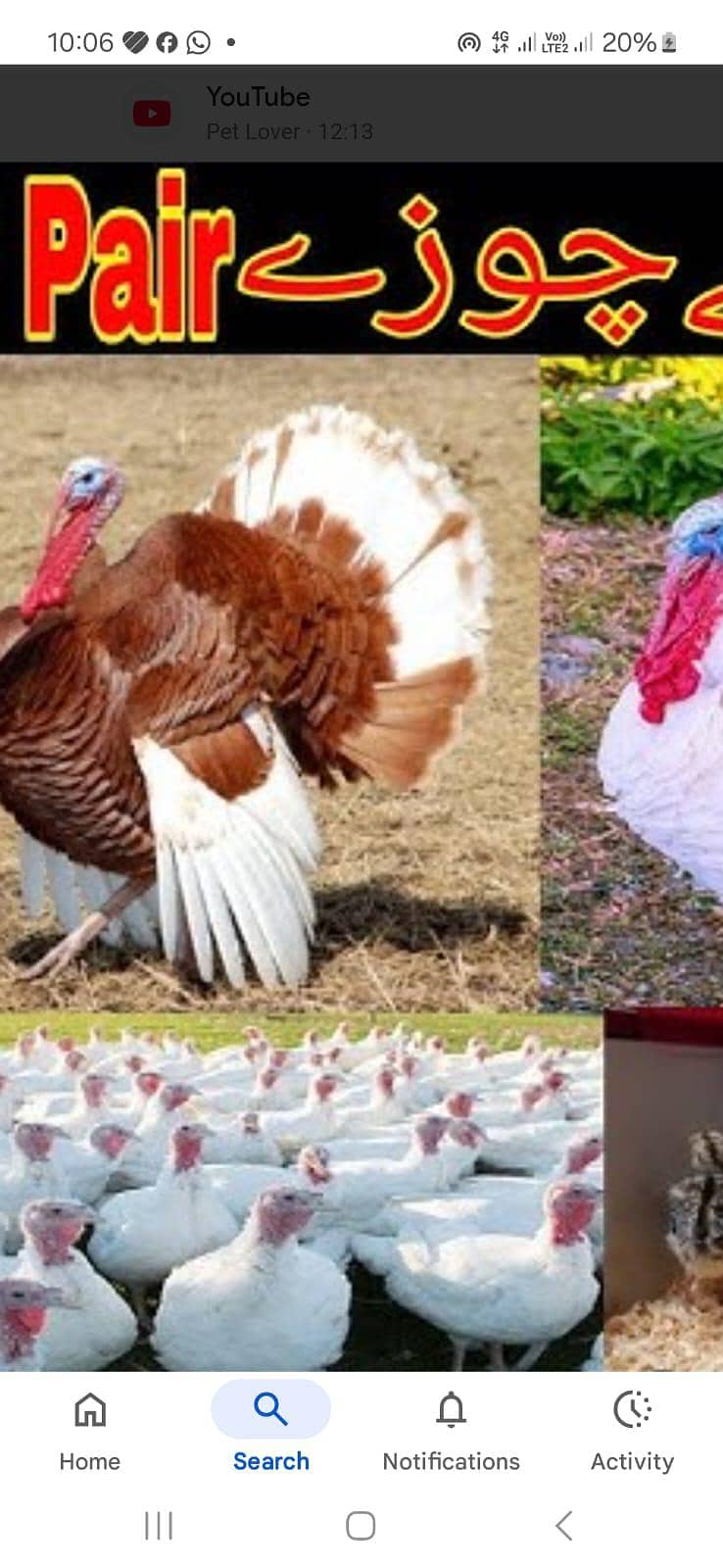 ٹرکی بٹس فار سیل 8