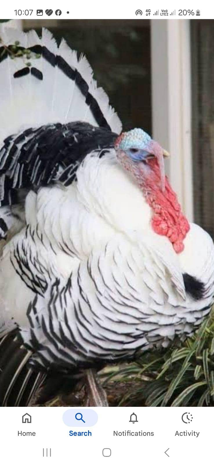 ٹرکی بٹس فار سیل 9