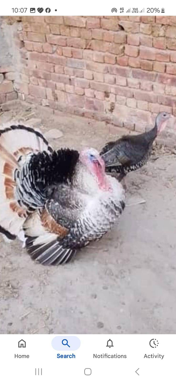 ٹرکی بٹس فار سیل 10