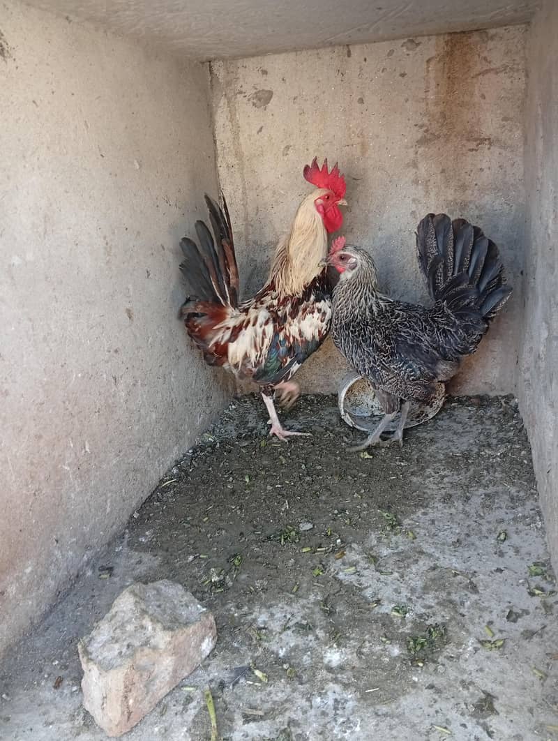 دیسی۔مرغی مرغا کا جوڑا فل۔تیاار ھے 0