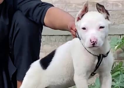 kohati Gulter female available