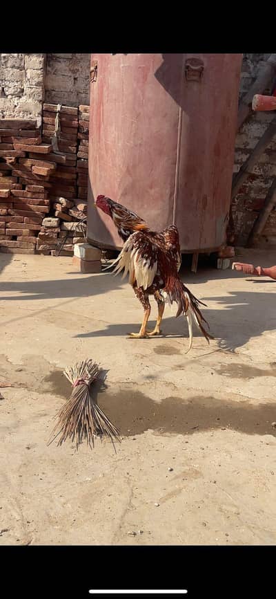 Aseel Patha For Sale