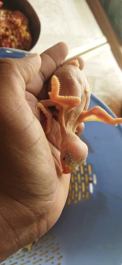 Blue RingNeck Chicks