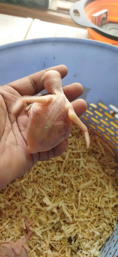 Blue RingNeck Split Chicks
