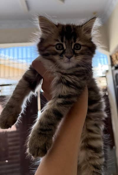 urgent selling persian kitten female 03343807662