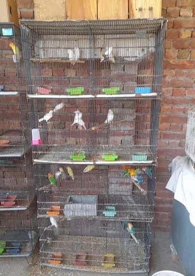 lovebird, cages, boxs