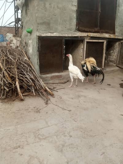 white aseel female for sale