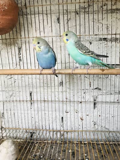 Parrot for sale exchange for aseel 03241062331 watsapp