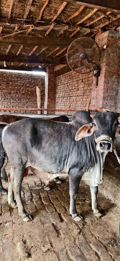 Bulls, bachre, vache for sale