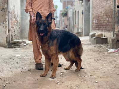 Long coat German shepherd female available for sale
