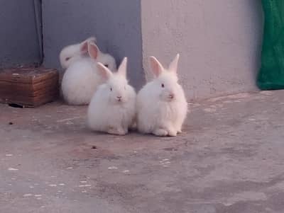 Angoora Breed | High Quality| Pairs & Babies | All available