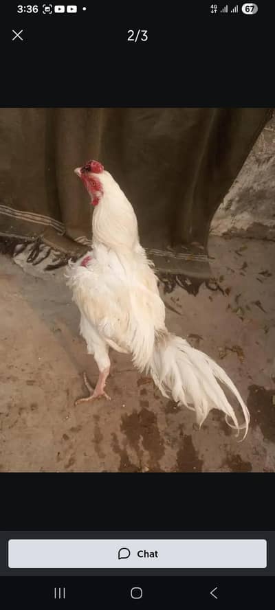 Heera Murga or galvi madi