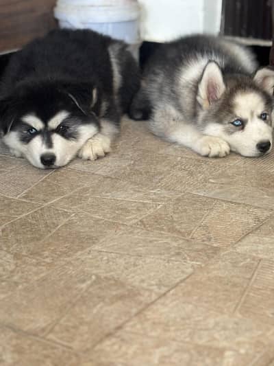 Siberian Huskies