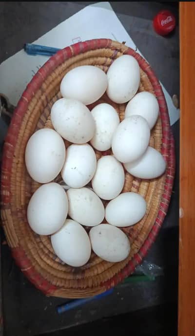 duck firtile egg