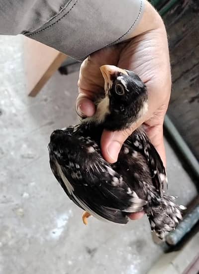 parrot beak chicks / chicks/ hen / chick