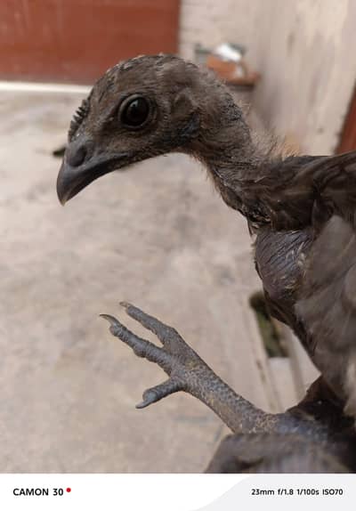 pure black original dragon