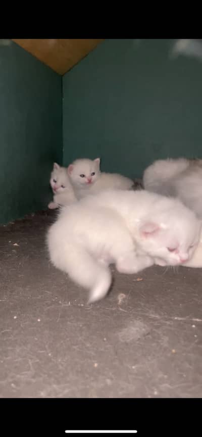 Triple coat blue eyes kittens