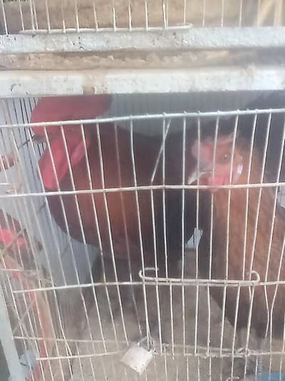 Roz anda dene wali murghi mugha