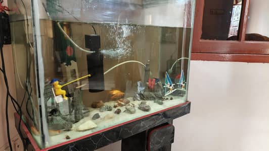 Fish Acquarium