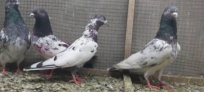 Taddi Rampuri Ferozpuri Pigeons For Sale.